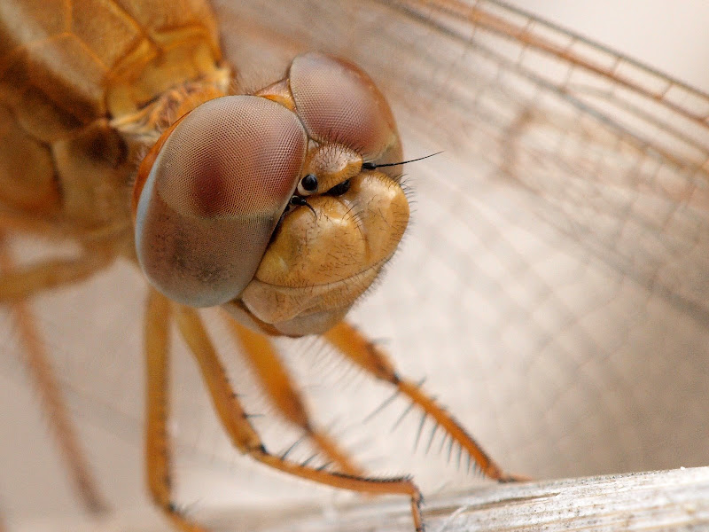 Olympus E-3 + Sigma 150 macro + C. 1,4x • a 212 (424) mm • ISO 800 • 1/200 • f/10