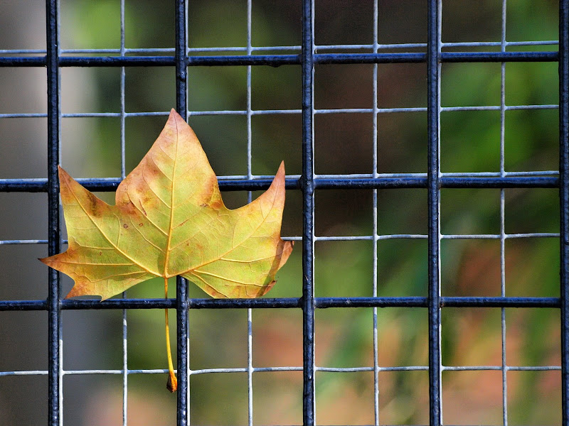 Olympus E-3 + Zuiko 70-300 a 149 (298) mm • ISO 1000 • 1/250 • f/4,5