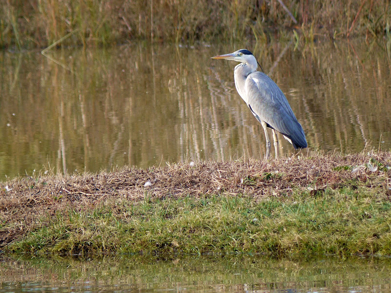 Lumix G1 + G Vario 45-200 a 200 (400) mm • ISO 200 • 1/250 • f/5,6 • Recorte 12 mpx » 3 mpx