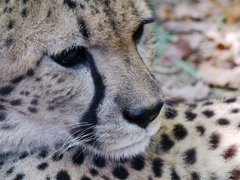 Lumix GH1 + G Vario 45-200 a 103 (206) mm • ISO 400 • 1/40 • f/8