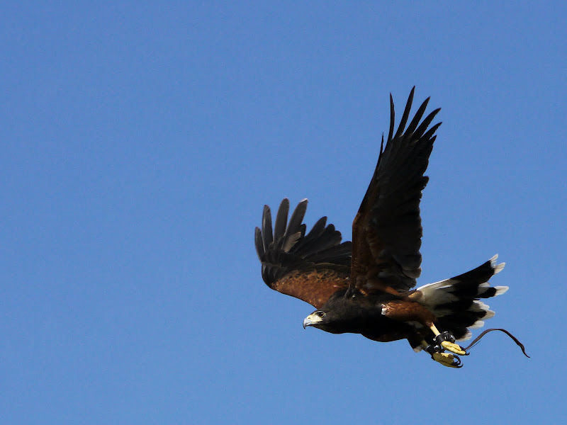 Lumix GH1 + G Vario 45-200 a 109 (218) mm • ISO 400 • 1/1600 • f/10