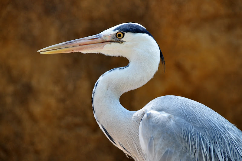 Nikon D90 + Tamron 18-270 VC a 270 (405) mm • ISO 400 • 1/160 • f/11