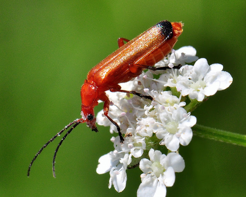Nikon D90 + Micro Nikkor 105 VR a 105 (157) mm • ISO 500 • 1/200 • f/22