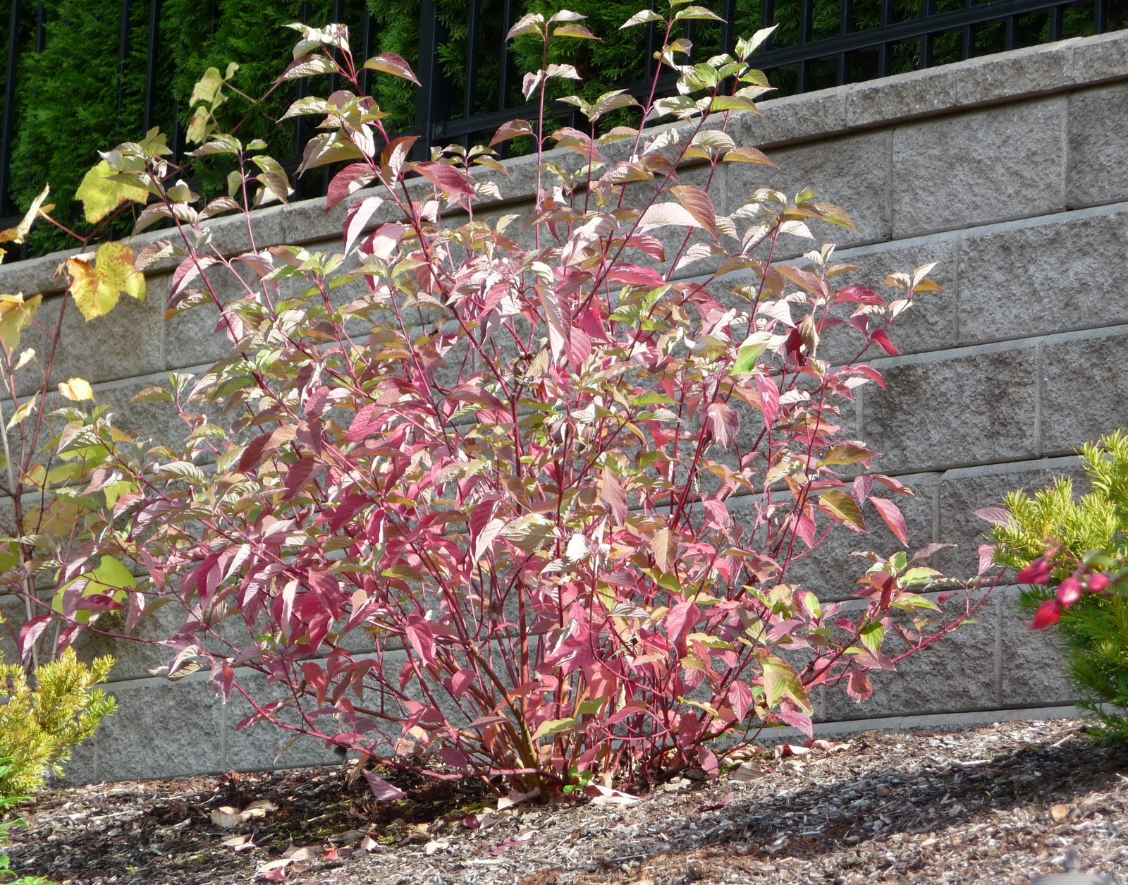 Isanti+dogwood+shrub