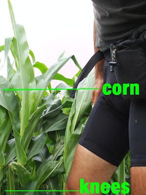 corn waist-high on July 4, Madison, SD