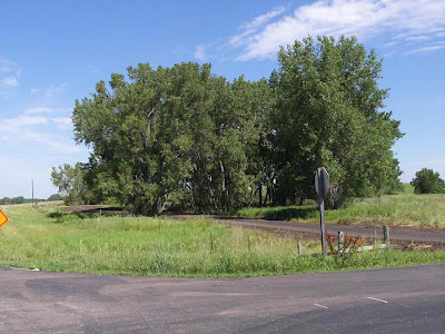 small grove of trees along bike trail, Highway 19, Lake Madison, SD