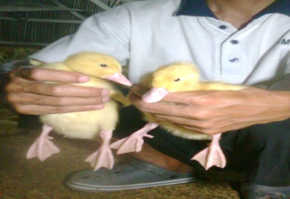 tanah airku peluang usaha pengembangan bebek peking tanah airku peluang usaha pengembangan bebek peking