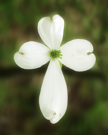 [vfp100_dogwood.jpg]