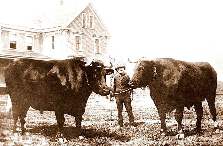 storybrookeripples ox and dog blog Worlds Largest Oxen in 1930