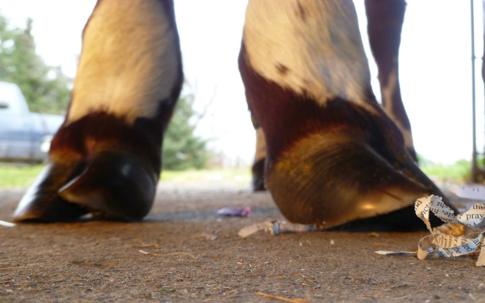 storybrookeripples ox and dog blog Hoof Trimming on Yearling Steer