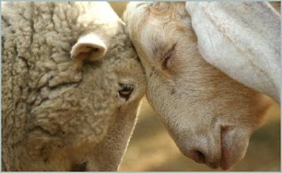 Neither sheep nor goats deserve grace.