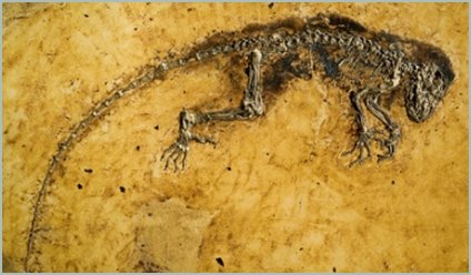IDA the Lemur? No - human ancestor? No wait - Lemur, we were right the first time!