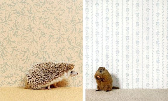 names animals (and wild animals pictures with names. names animals (and