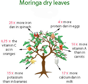Health Tip: Moringa, Now Tapped as Super Vegetable