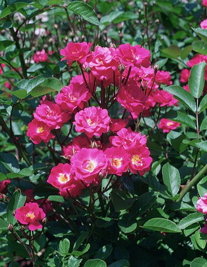 [407px-Rosa_'Mme_Norbert_Levavasseur'.jpg]