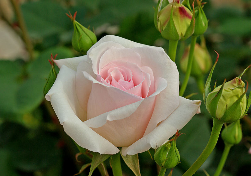 [800px-Ophelia_-_Hybrid_Tea.jpg]