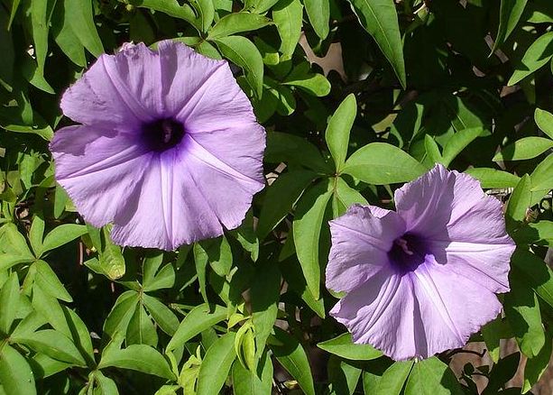 [800px-Ipomoea_cairica.jpg]