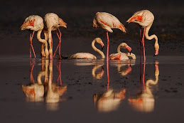 Flamencos Rosados