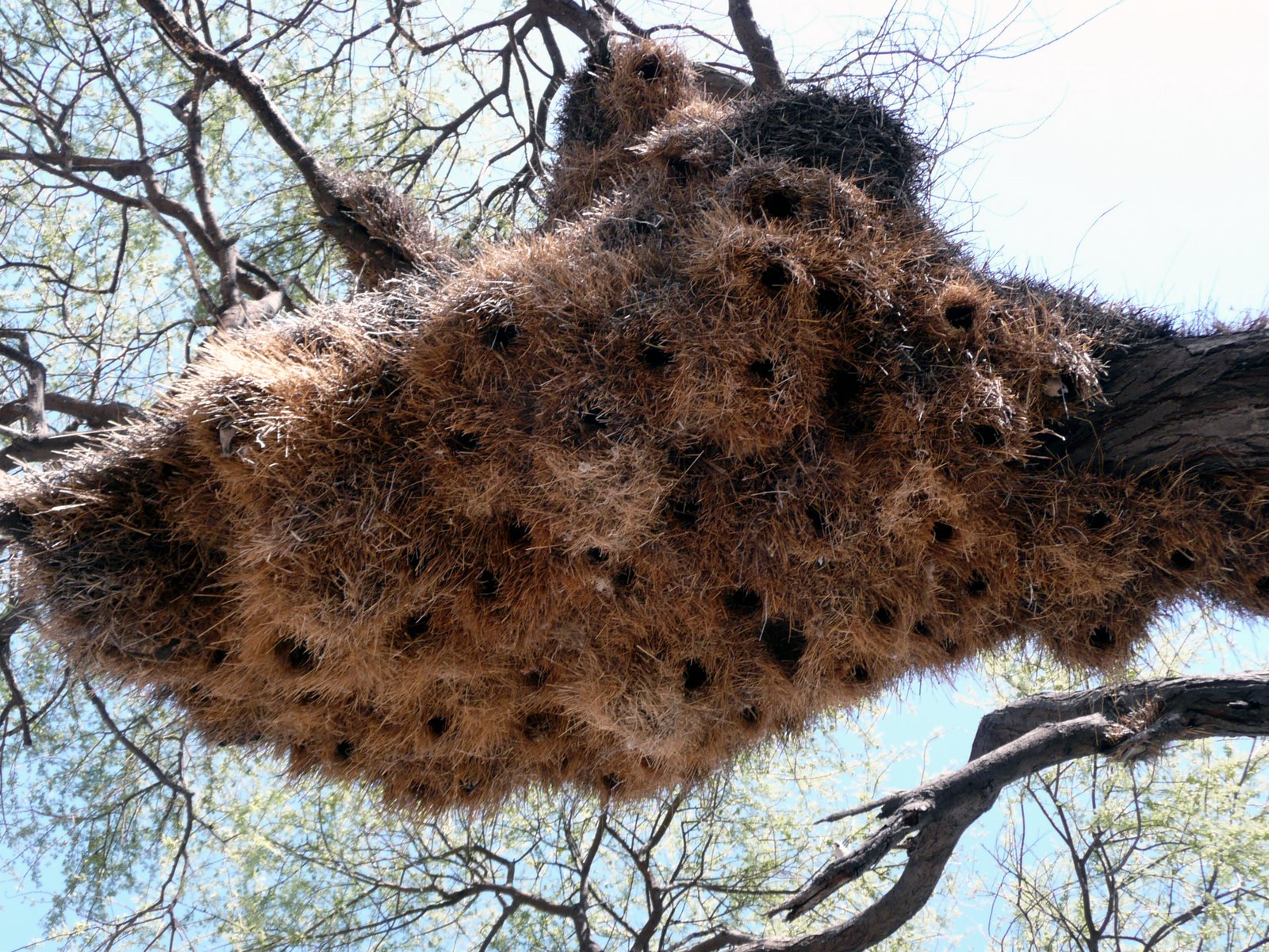 weaver nest