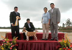 Tercera de exposicion Adulto