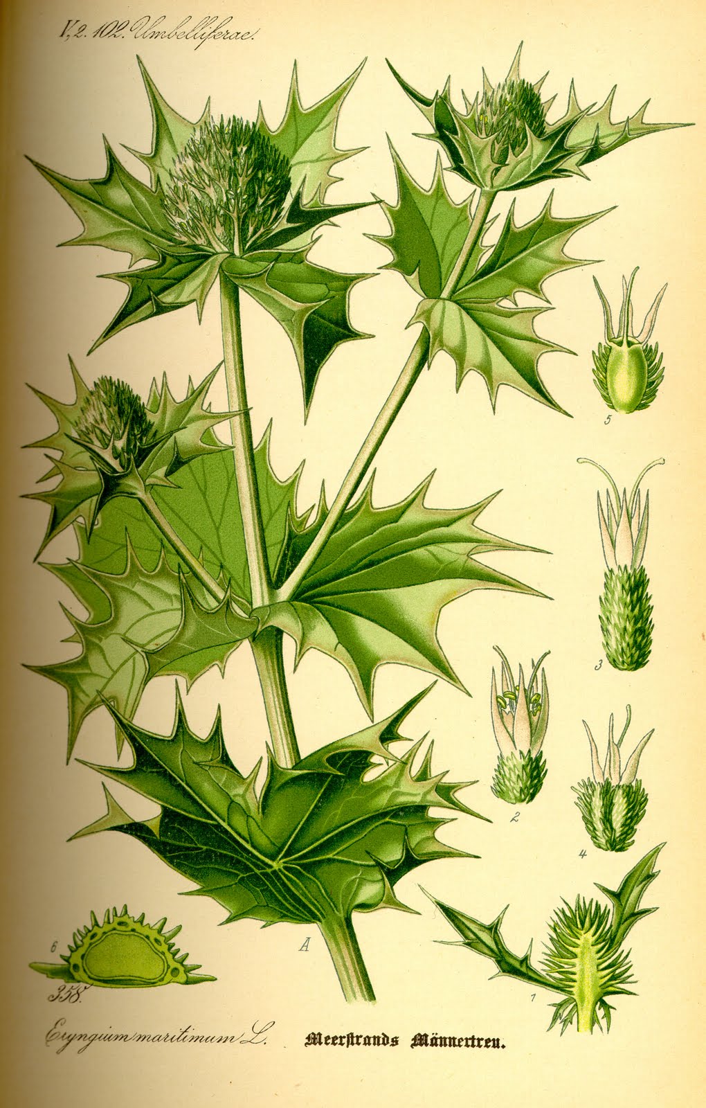[Illustration_Eryngium_maritimum0.jpg]