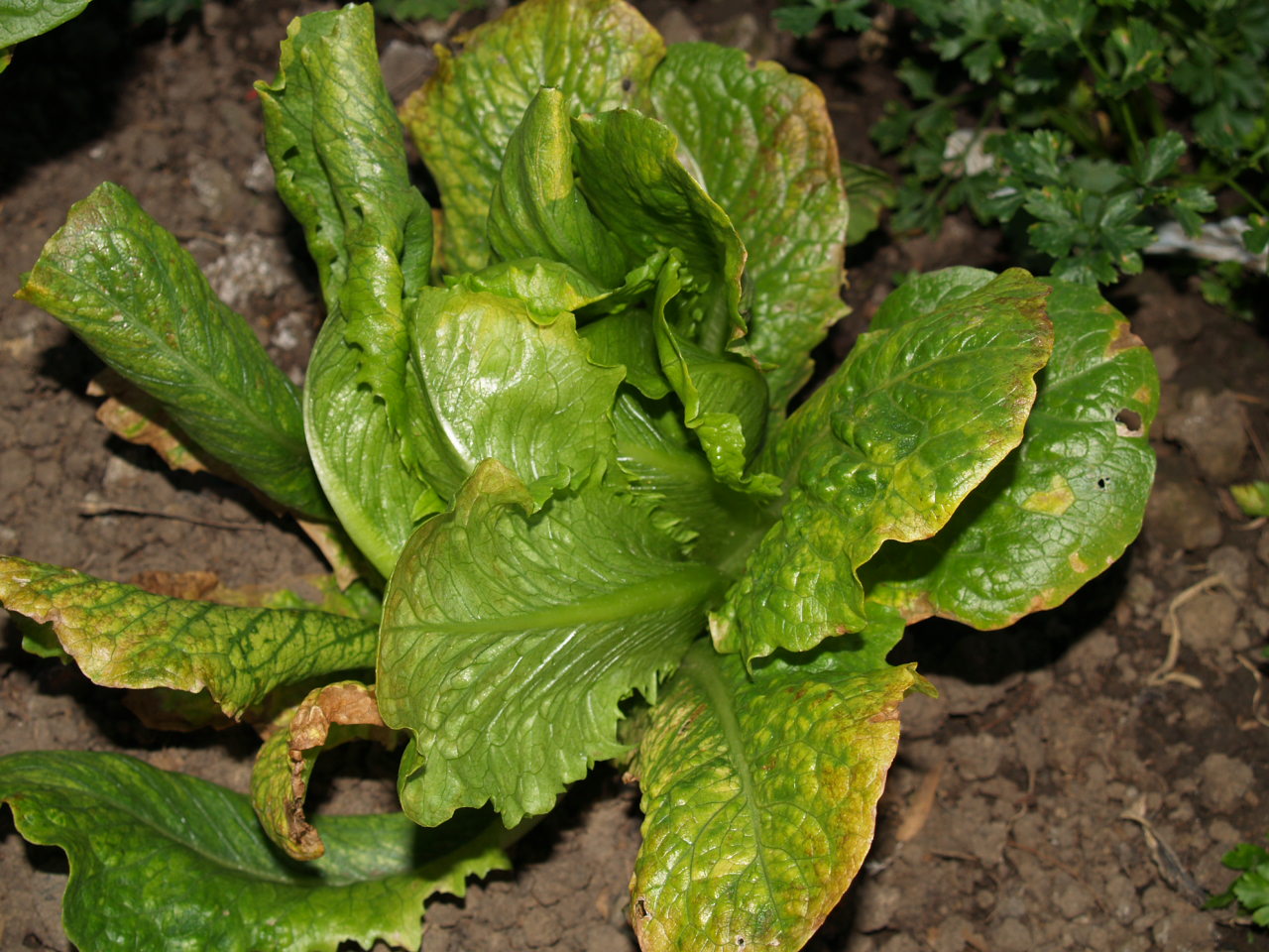 Florez Nursery Plant pathologyLettuce necrotic yellows