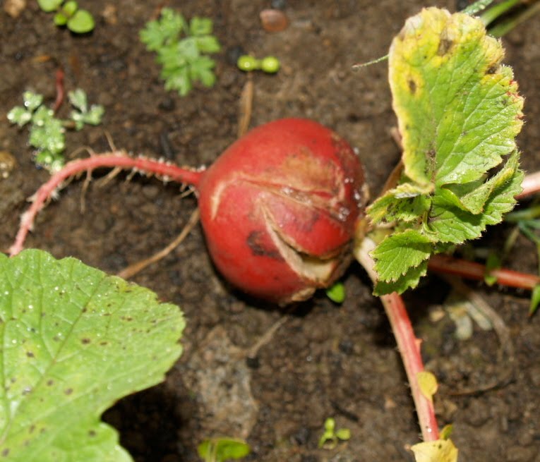 Florez Nursery Plant PathologyBlack root in radish