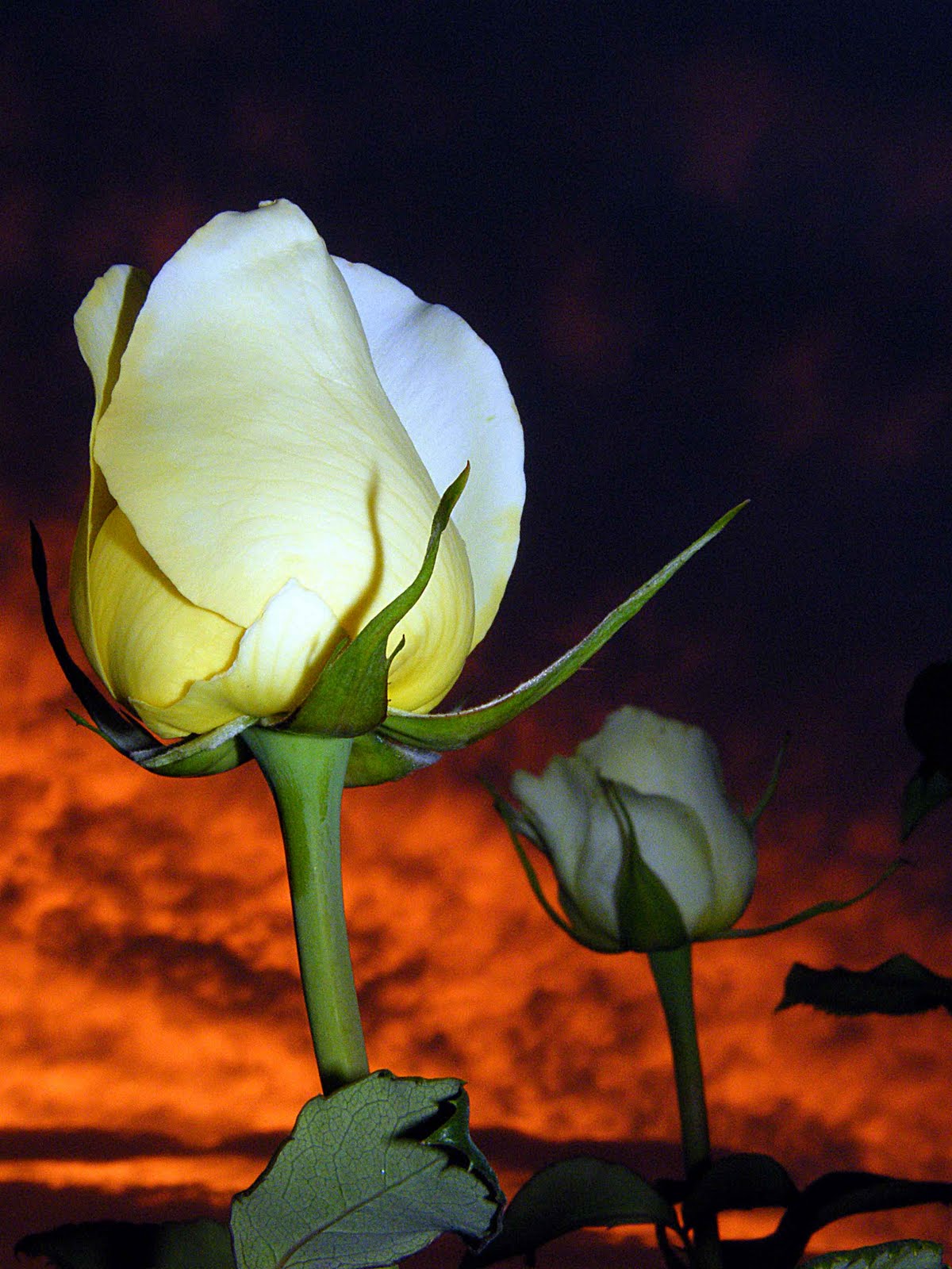 Tajanstvenim stazama duse... - Page 3 YC+Sunset+Rose+buds