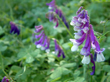 vicia villosa