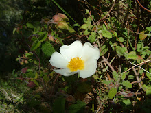 cistus salvifolius