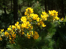 coronilla emerus