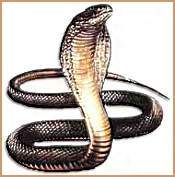 Chinese Astrology: The Snake Chinese Astrology: The Snake