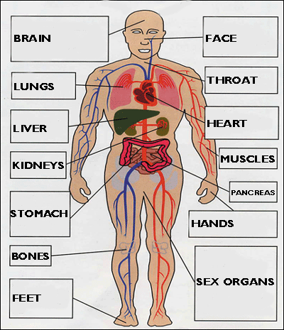 Parts of the body II - English Subject Area