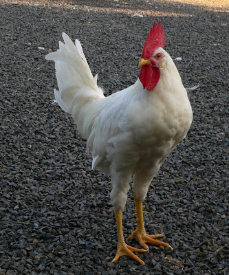></a><br><a href=