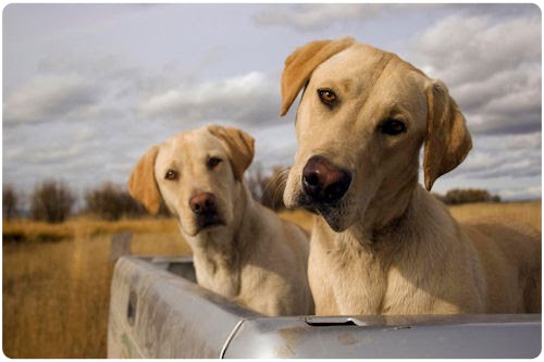Imágenes y fotografías de perritos (25 elementos)