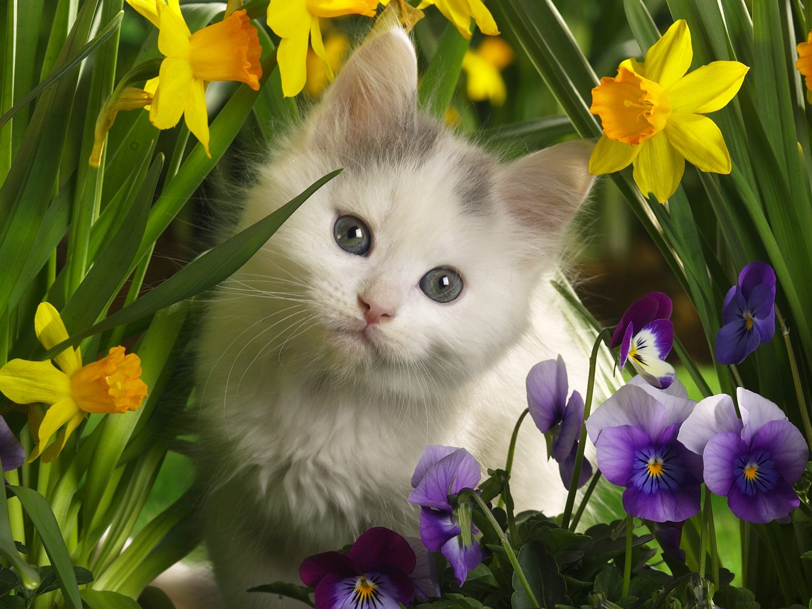 [Gatito+1.jpg]