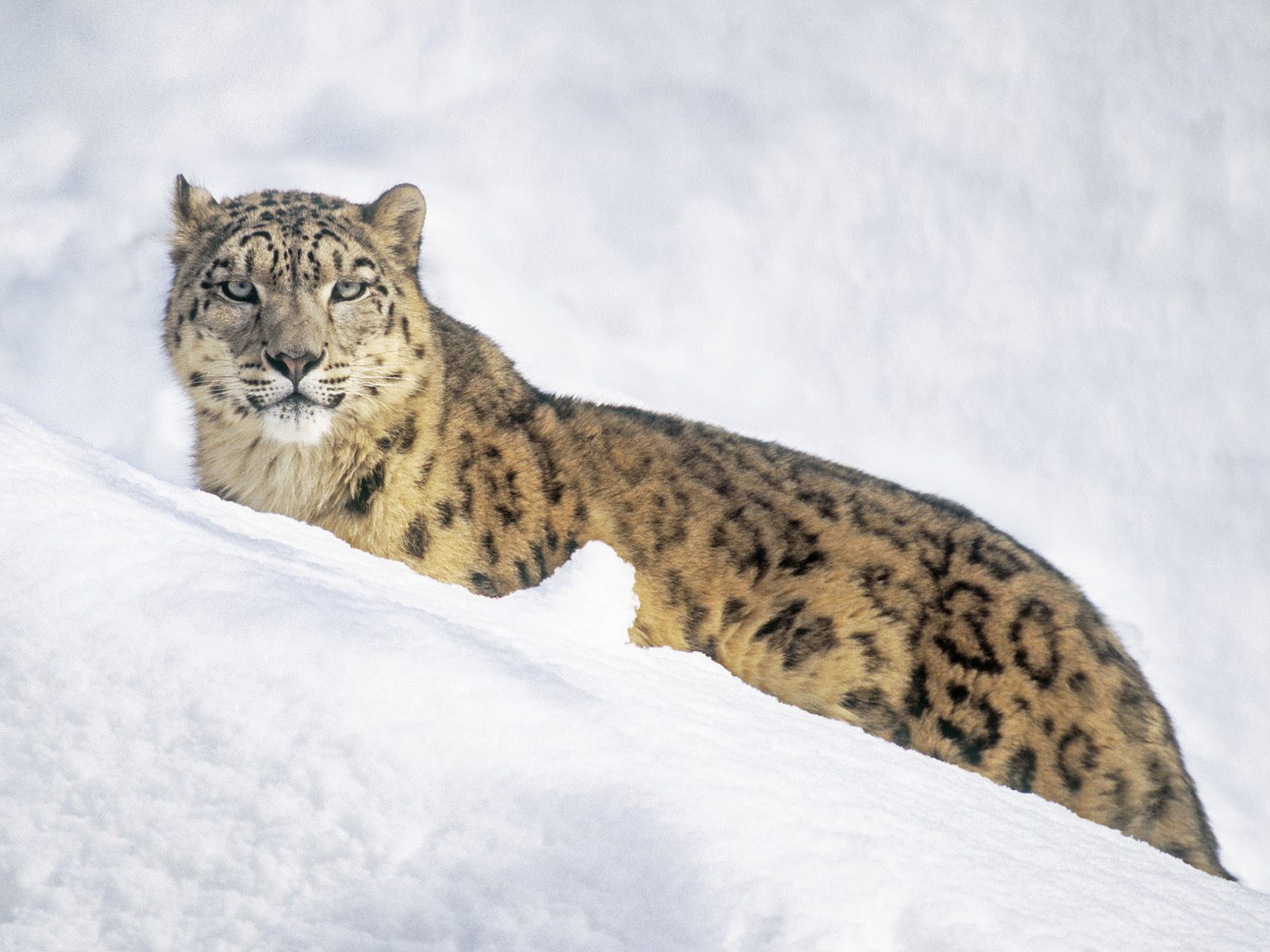 Snow Leopard