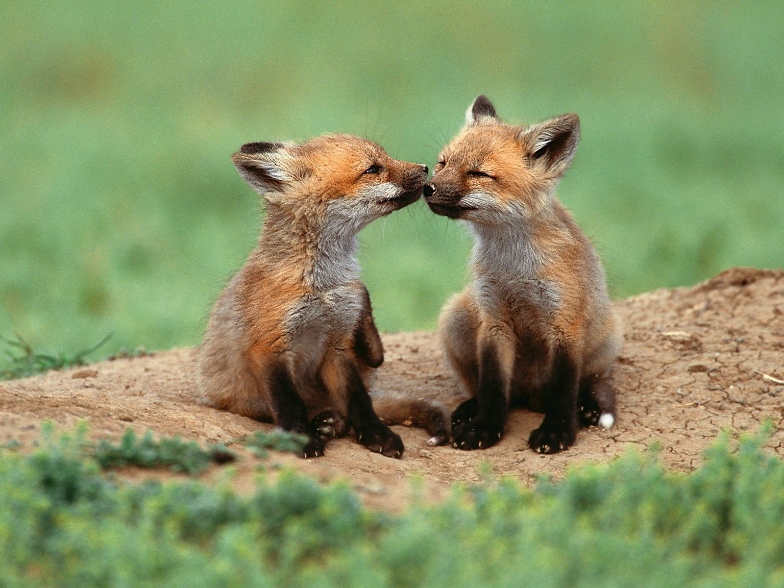 animales graciosos, tiernos y feroces - Taringa!