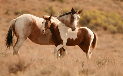 Fotografías de caballos I (hermosos equinos de pura sangre)