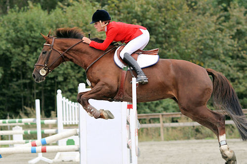 Fotografías de caballos IV (Equinos de Pura Sangre)