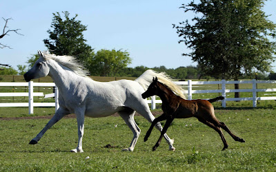 Fotografías e Imágenes de Caballos. Horses Pictures and Photos
