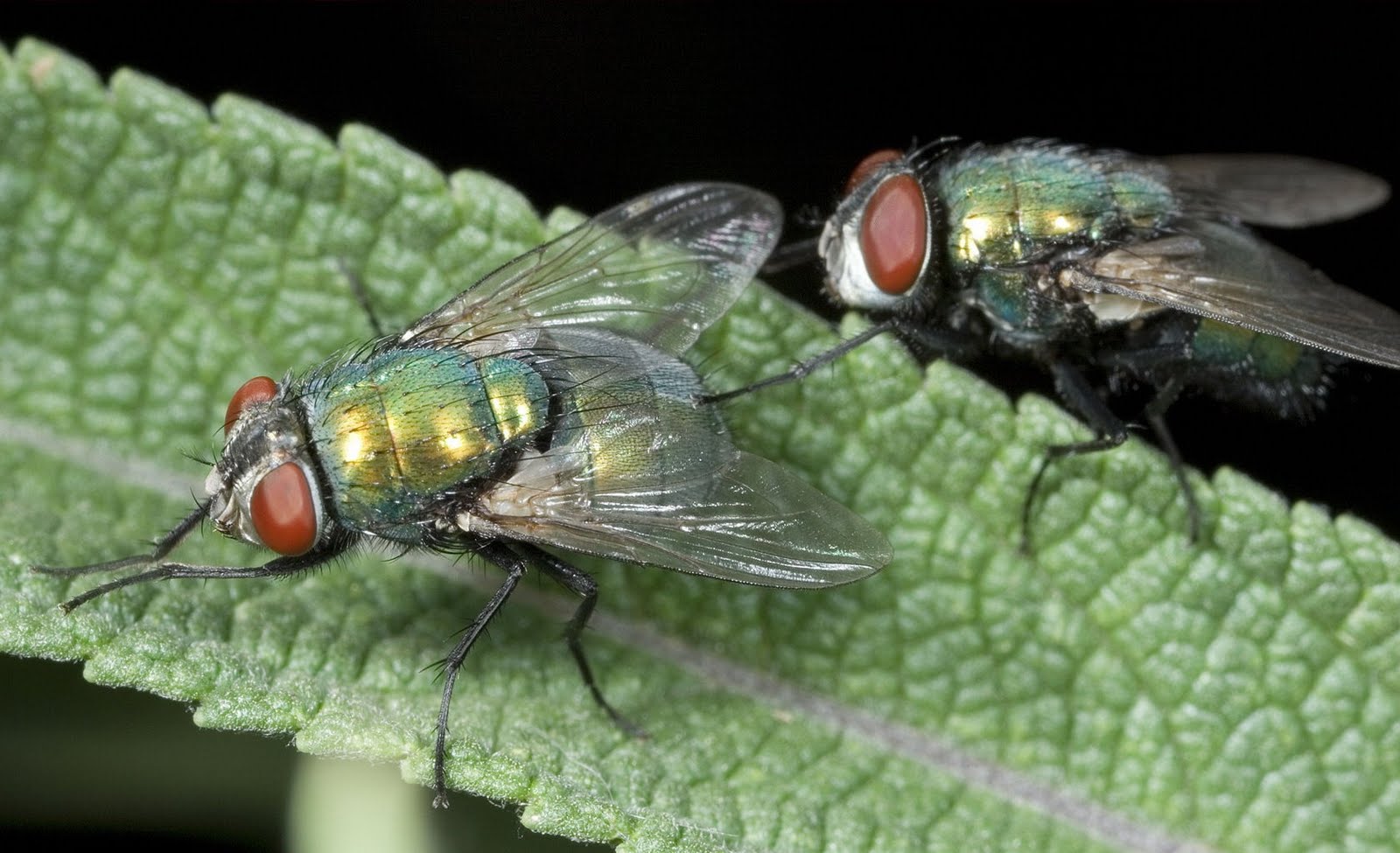 Banco de Imagenes Gratuitas: Los insectos de mi jardín VI