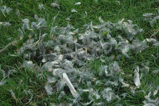 scattered feathers