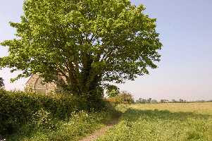 land surrounding St Peters church, Aldborough Hatch