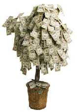 a Money Tree