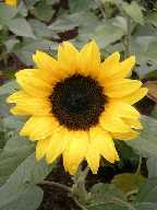 a sun flower