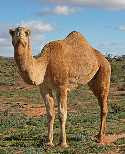 Australian Camel