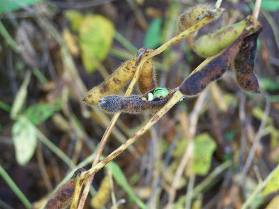 harvestin