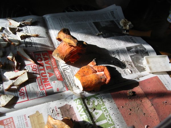 [Lobster+Mushrooms.jpg]