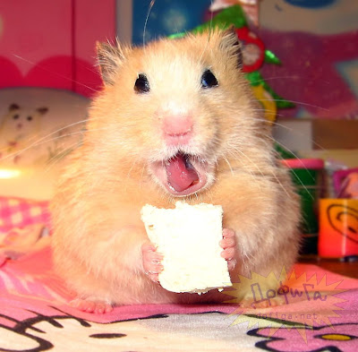 Un logo animalguia Hamster+comiendo